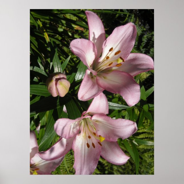 Elegant Pink Tiger Lilies Poster (Front)