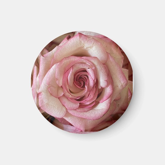 Elegant Pink Tipped White Rose Round Magnet (Front)