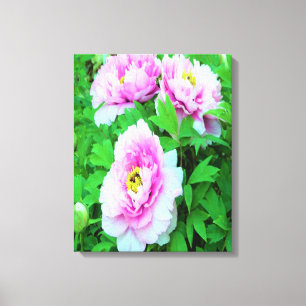 Elegant Pink Tree Peony Flowers with Yellow Center Canvas Print