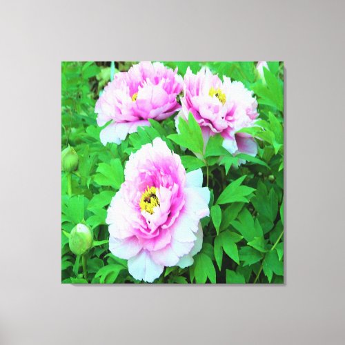 Elegant Pink Tree Peony Flowers with Yellow Center Canvas Print