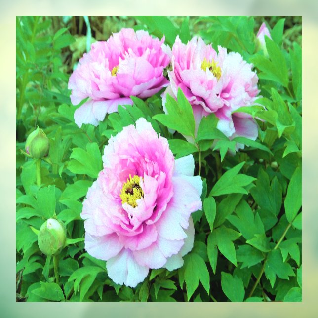Elegant Pink Tree Peony Flowers with Yellow Center Window Cling (Sheet 3)