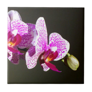 Elegant pink tropical floral flowers orchids ceramic tile