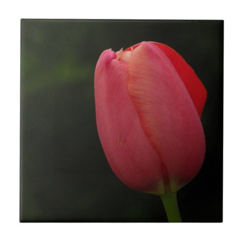 Elegant Pink Tulip Floral Photography  Ceramic Tile