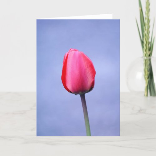 Elegant Pink Tulip Lavender Background Blank Card