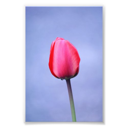 Elegant Pink Tulip With Lavender Color Background Photo Print