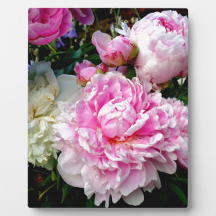 Elegant Pink White florals flowers Peonies Plaque