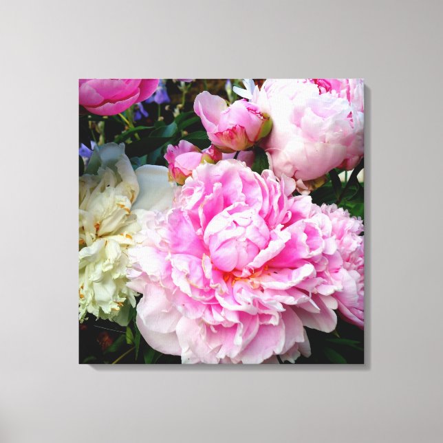 Elegant pink white peony floral garden photo canvas print (Front)