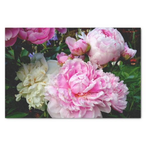 Elegant pink white peony floral garden photo tissue paper