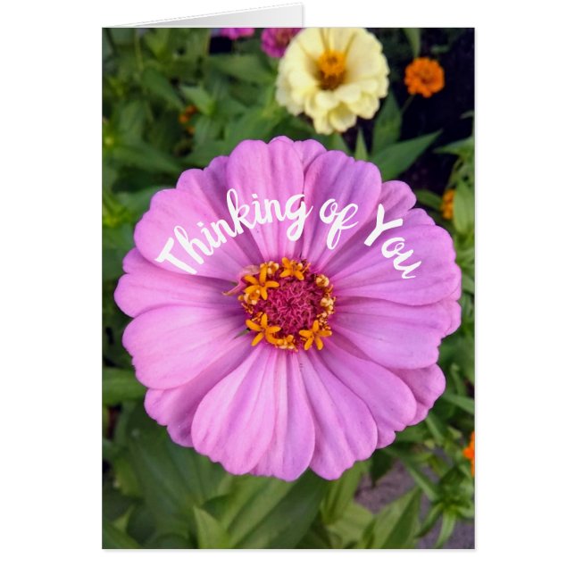 Elegant Pink Zinnia Flower Thinking of You Card (Front)