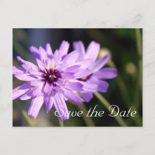 Elegant, pretty purple daisy flower save the date announcement postcard