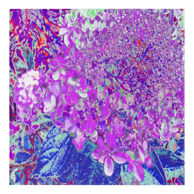 Elegant Purple and Blue Limelight Hydrangea Acrylic Print (Front)