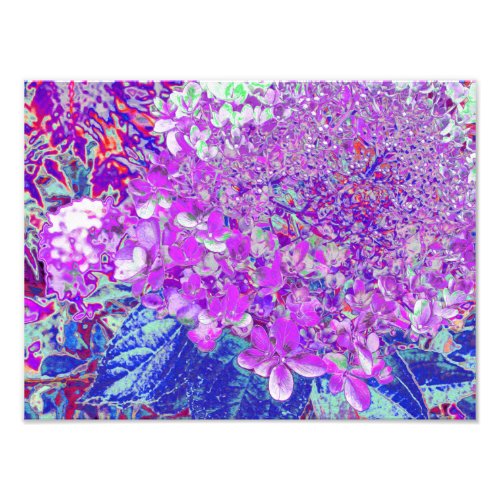 Elegant Purple and Blue Limelight Hydrangea Photo Print