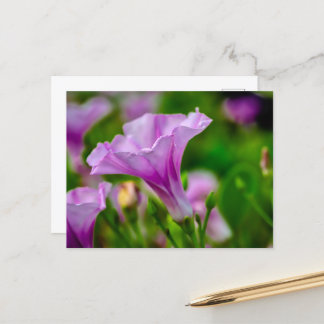 Elegant Purple Bloom in Focus Postcard