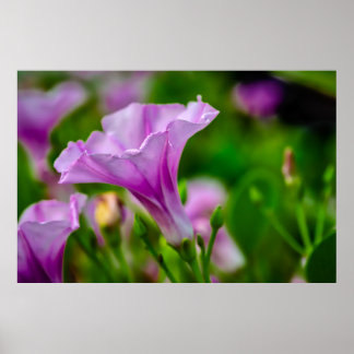 Elegant Purple Bloom in Focus Poster