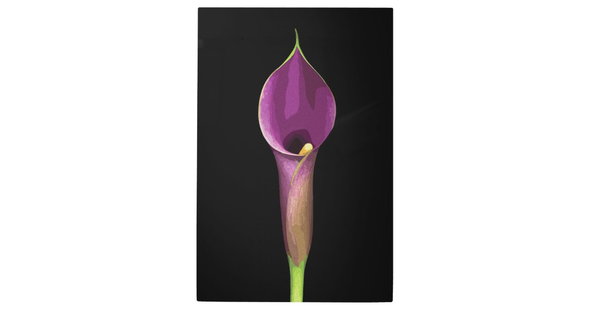 Elegant Purple Calla Lily Illustration Metal Print | Zazzle