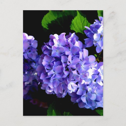 Elegant purple floral purple blue hydrangeas postcard