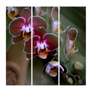 Elegant Purple Orchid Blossoms Photographic