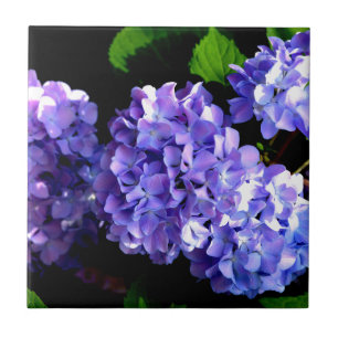 Elegant purple periwinkle floral hydrangeas tile