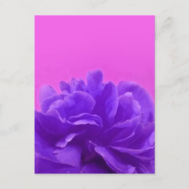 Elegant Purple Raspberry Floral Postcard (Front)