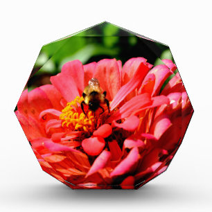 Elegant red coral floral cute bumble bee acrylic award