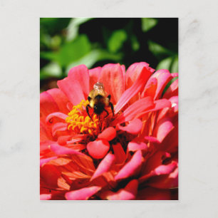 Elegant red coral floral cute bumble bee postcard
