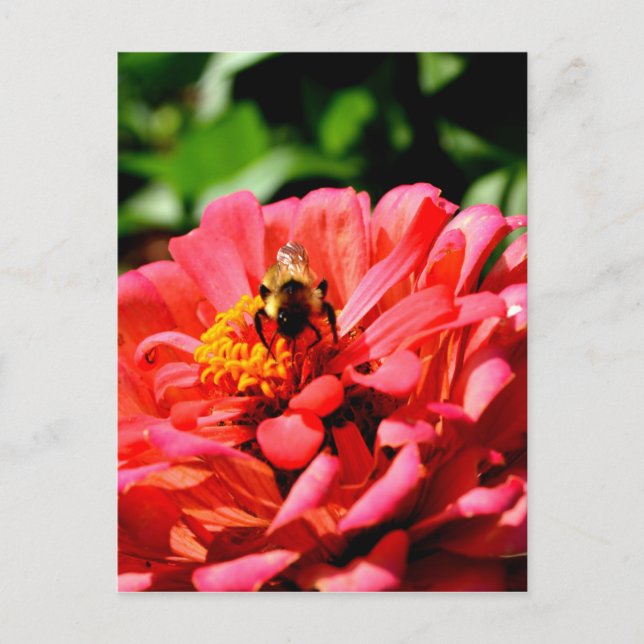 Elegant red coral floral cute bumble bee postcard (Front)