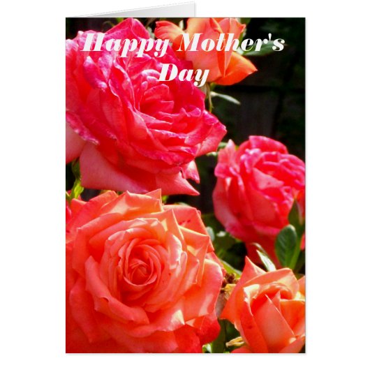 Elegant red coral orange roses (Front)