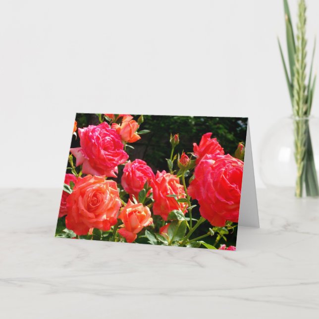 Elegant red orange coral roses rose garden card (Front)