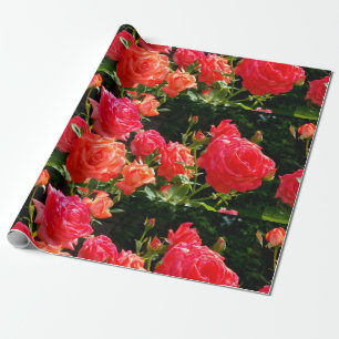 Elegant red orange coral roses rose garden wrapping paper