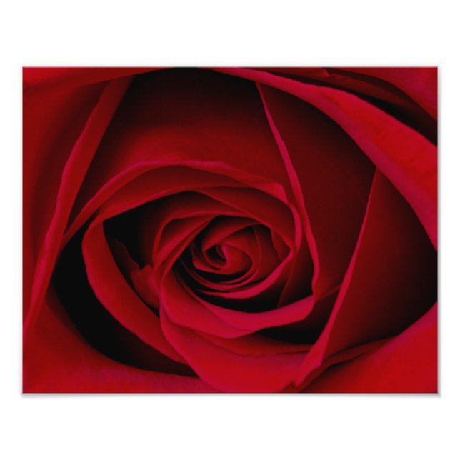 Elegant Red Rose Photo Print (Front)