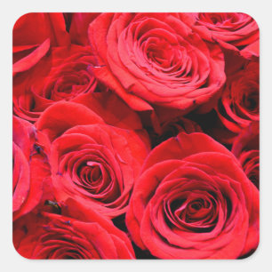 Elegant red roses ed floral photo  square sticker