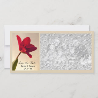 Elegant Red Tulip Wedding Save the Date