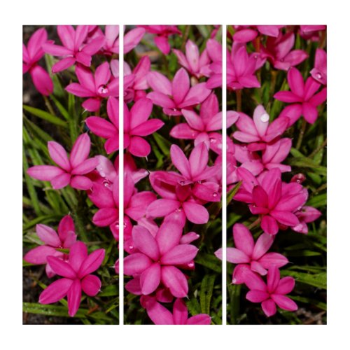 Elegant Rhodohypoxis  Red Star  Rosy Posy Triptych