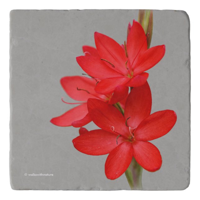 Elegant River Lily / Hesperantha Coccinea Trivet (Front)