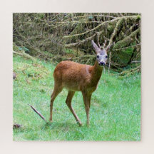 Elegant Roe Deer Buck Forest Scene Relax Nature 