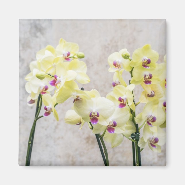 Elegant Romantic Cream & Lilac Orchids Magnet (Front)