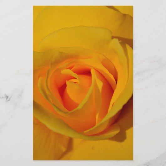 elegant romantic Yellow Rose close up (Front)