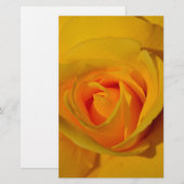 elegant romantic Yellow Rose close up (Front/Back)