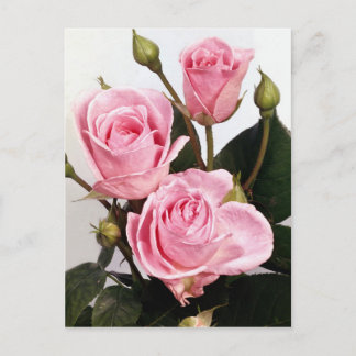 Elegant Rose 2 Postcard