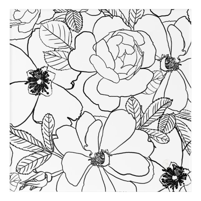 Elegant Roses Floral Line Drawing design Acrylic Print (Front)