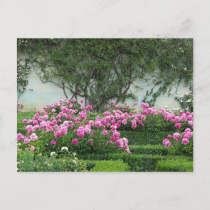 Elegant Roses Postcard