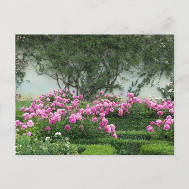 Elegant Roses Postcard (Front)