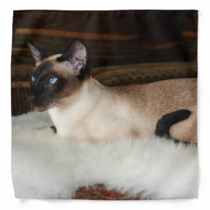 Elegant Siamese Cat Bandana