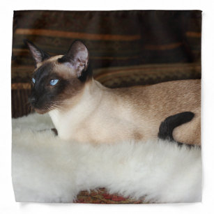 siamese cat accessories