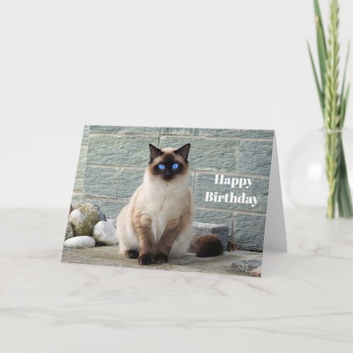 Elegant Siamese Cat Photo Birthday Card