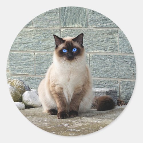 Elegant Siamese Cat Photo Classic Round Sticker