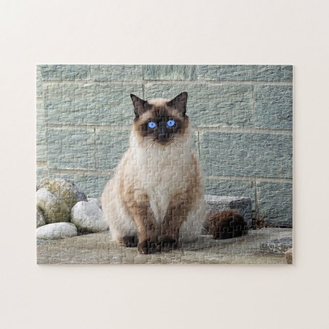 Elegant Siamese Cat Photo Jigsaw Puzzle (Horizontal)