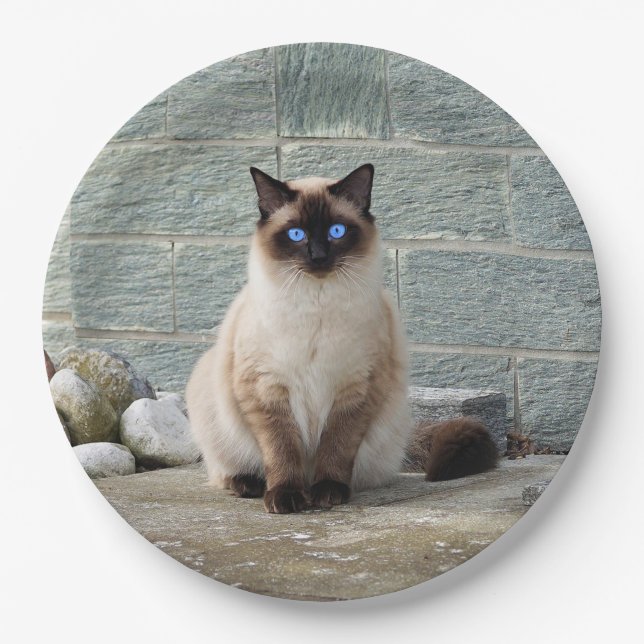 Elegant Siamese Cat Photo Paper Plates (Front)