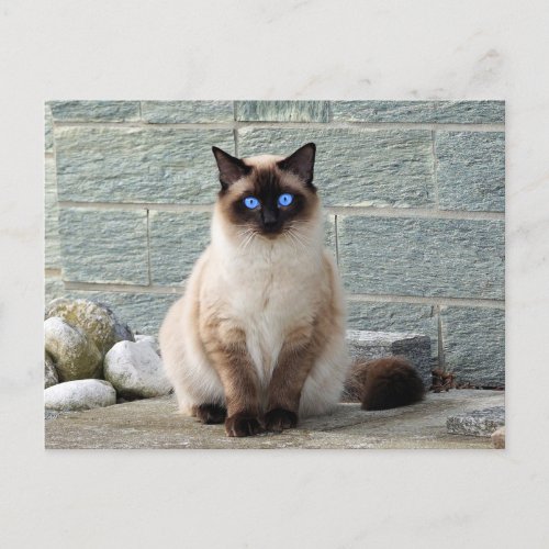 Elegant Siamese Cat Photo Postcard
