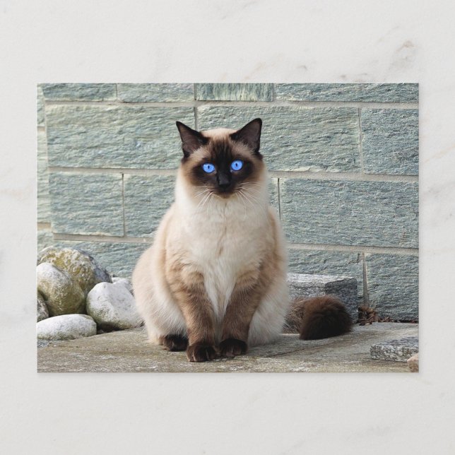 Elegant Siamese Cat Photo Postcard (Front)